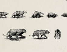 <h3>WWF</h3><br/>Evolution